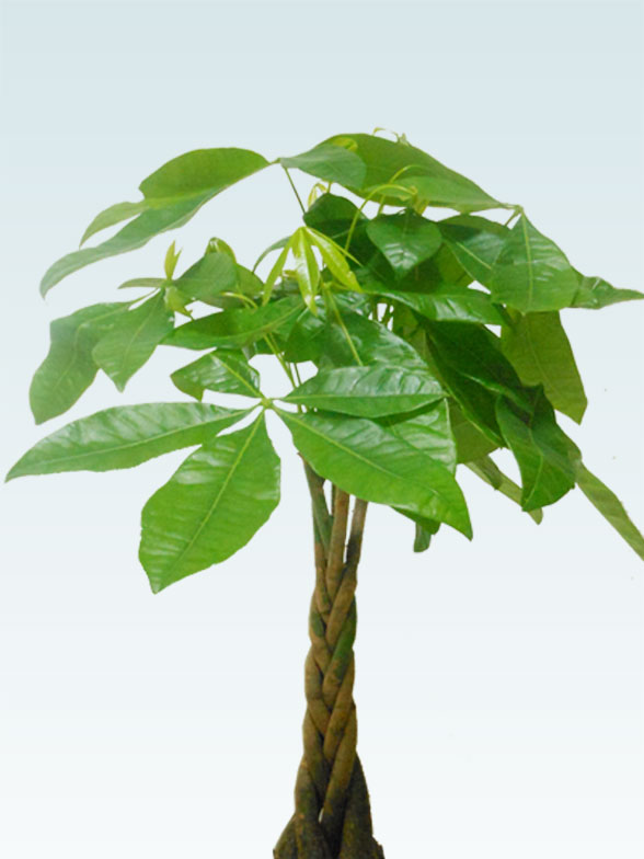 パキラ ラスターポット付 sサイズ 観葉植物の販売 通販の観葉植物のオアシス パキラ ラスターポット付 sサイズ 観葉植物の販売 通販の観葉植物のオアシス