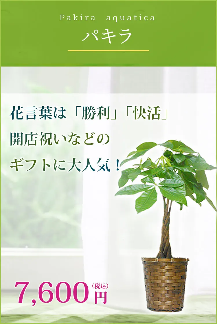 パキラ 籐かご付 ダークブラウン色 sサイズ 観葉植物の販売 通販の観葉植物のオアシス パキラ 籐かご付 ダークブラウン色 sサイズ 観葉植物の販売 通販の観葉植物のオアシス