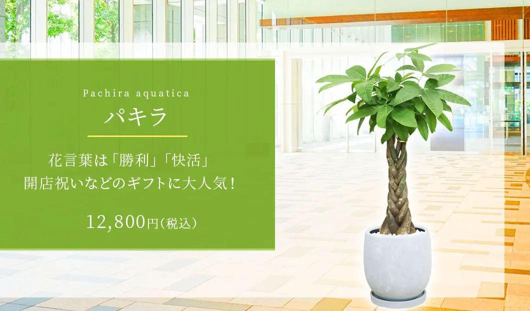 パキラ 観葉植物 12,800円(税込)