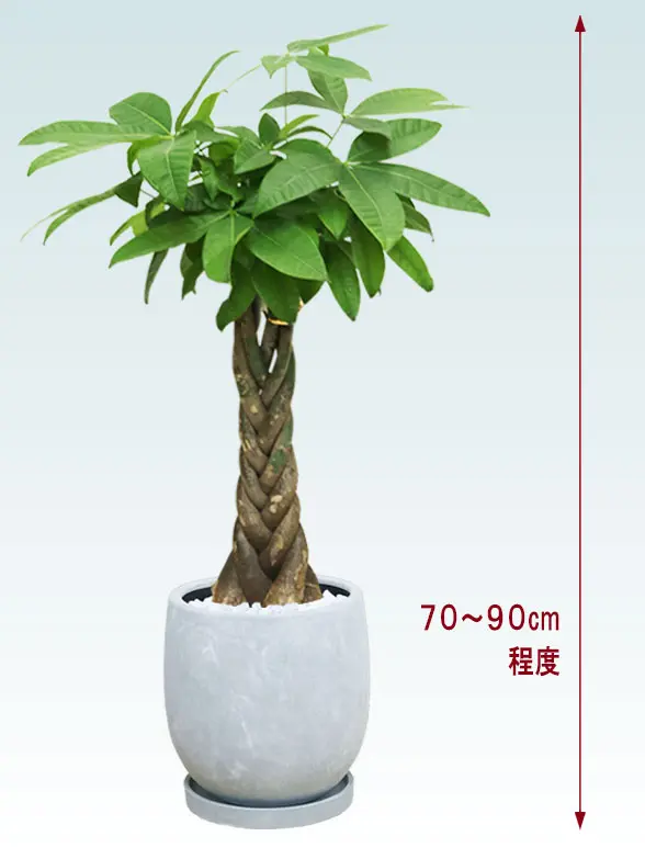 パキラ全体画像