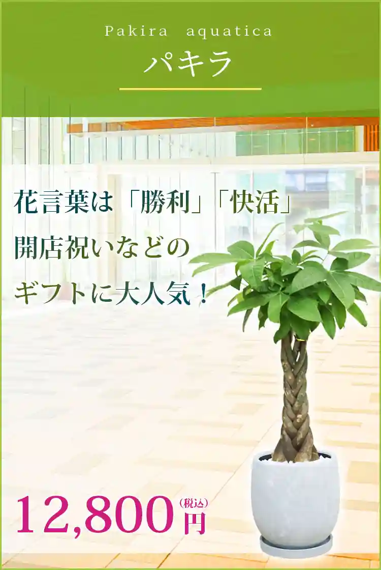 パキラ 観葉植物 12,800円(税込)
