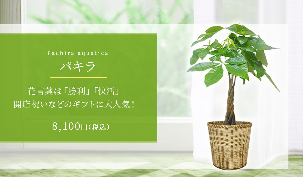 パキラ 観葉植物 7,800円(税込)