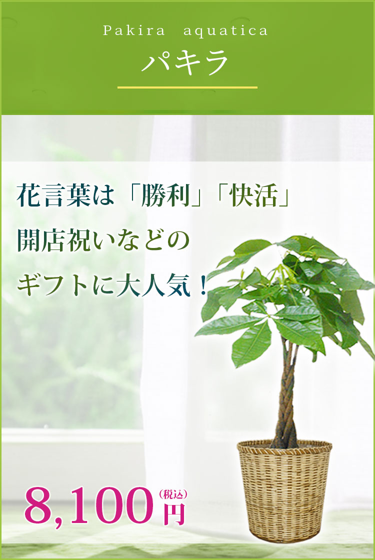 パキラ 観葉植物 7,800円(税込)