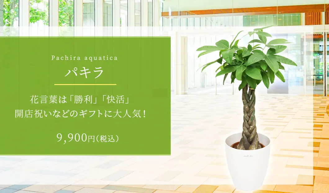 パキラ 観葉植物 9,200円(税込)