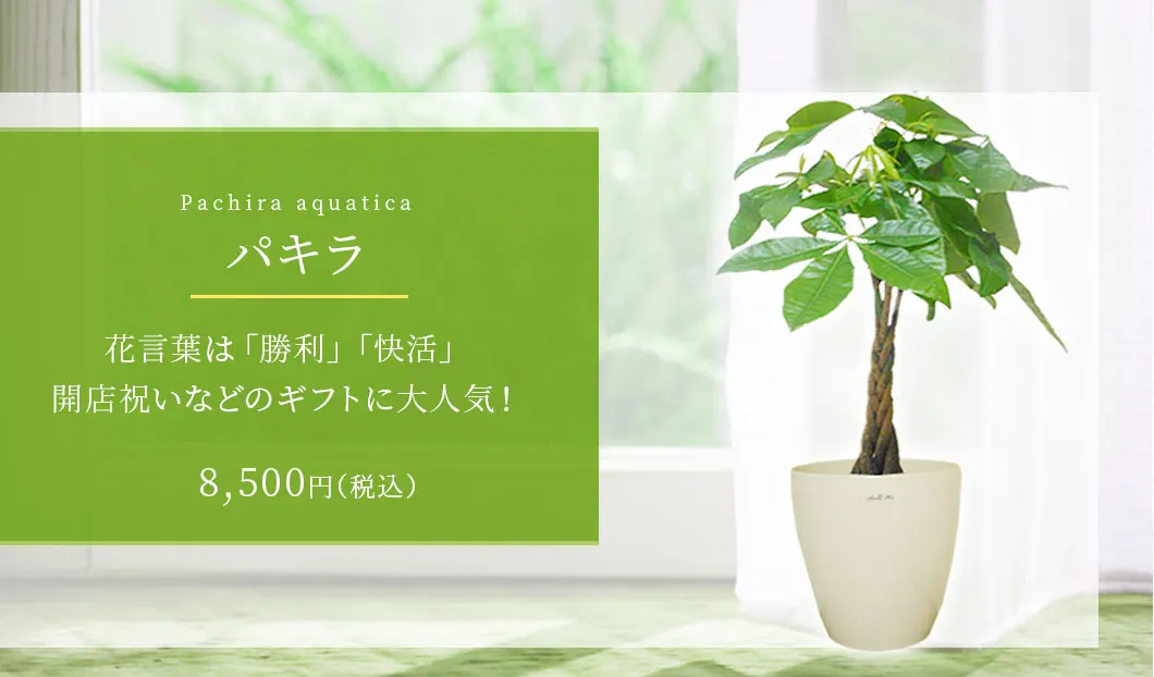 パキラ 観葉植物 8,200円(税込)