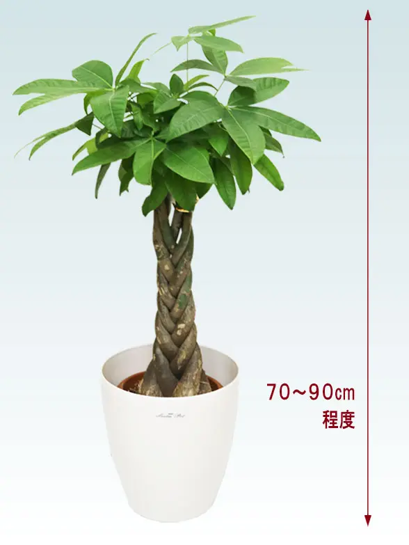 パキラ拡大横から画像