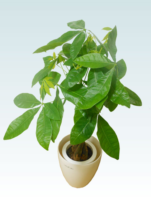 パキラ ラスターポット付 sサイズ 観葉植物の販売 通販の観葉植物のオアシス パキラ ラスターポット付 sサイズ 観葉植物の販売 通販の観葉植物のオアシス