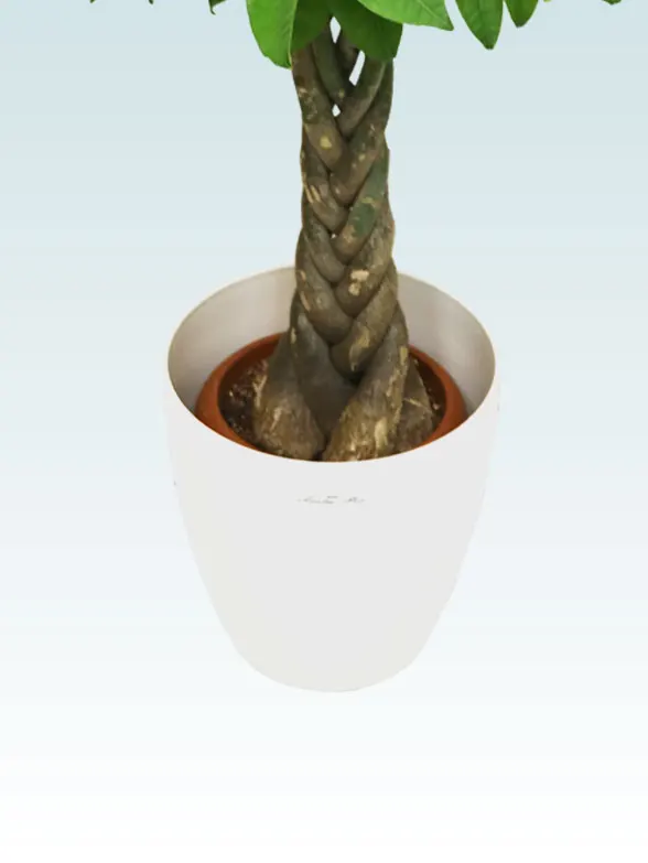 パキラ籐製の鉢カバーイメージ画像