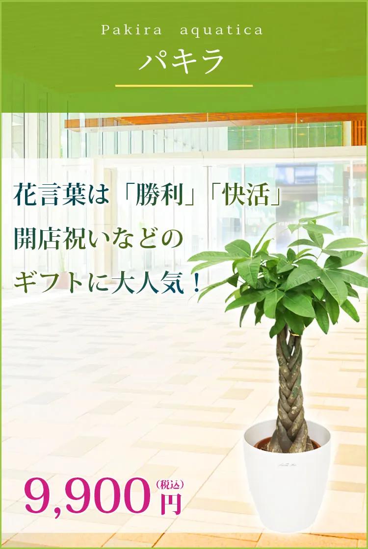 パキラ 観葉植物 9,200円(税込)
