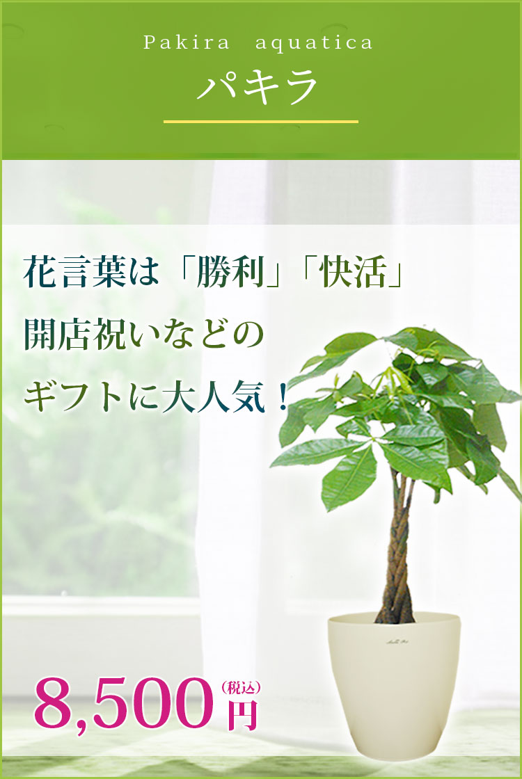 パキラ 観葉植物 6,900円(税込)