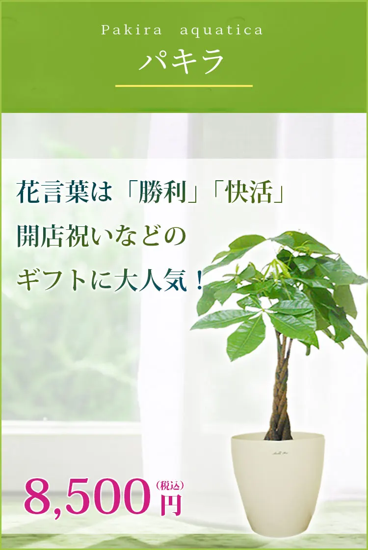 パキラ 観葉植物 8,200円(税込)