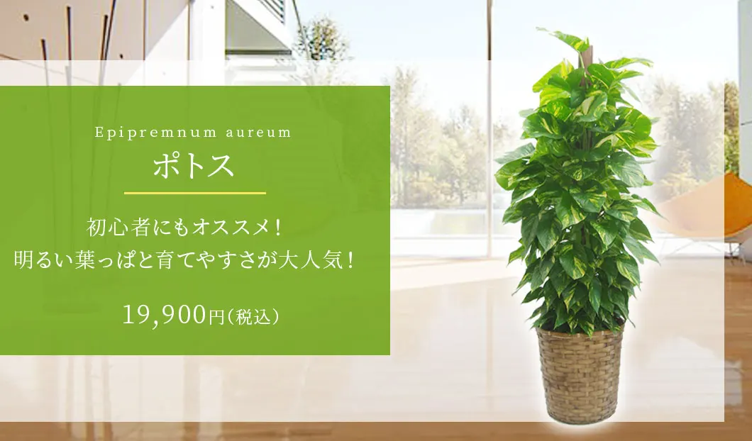 ポトス 観葉植物 18,900円(税込)