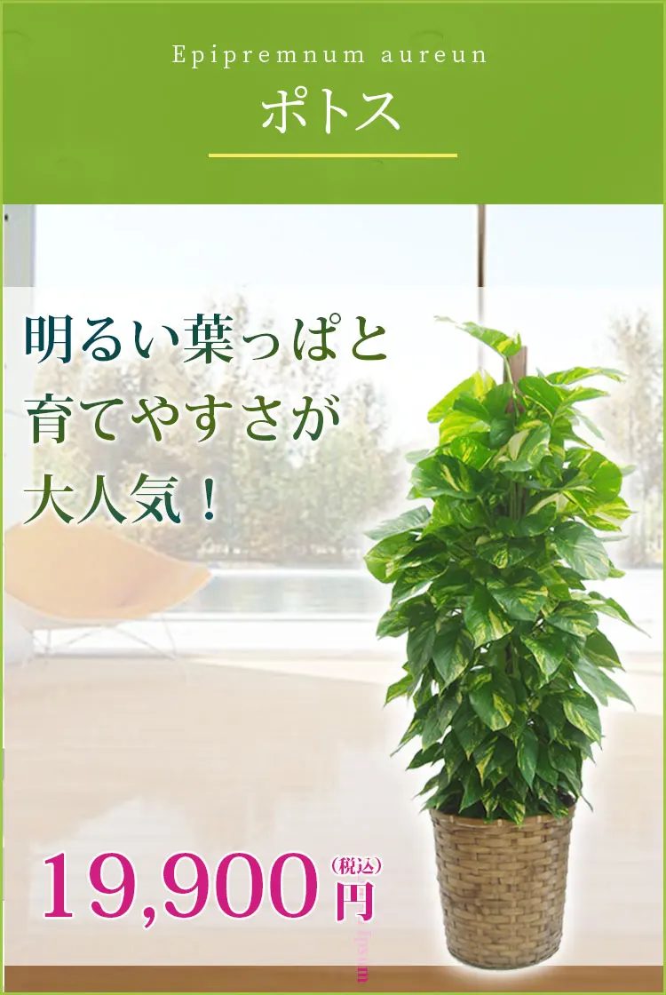 ポトス 観葉植物 18,900円(税込)