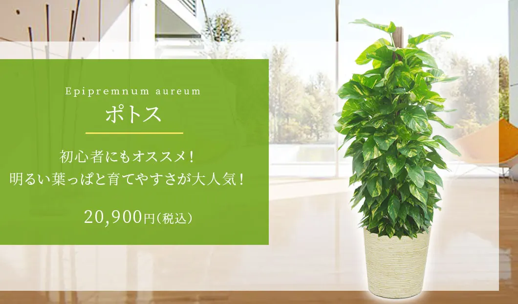 ポトス 観葉植物 19,900円(税込)