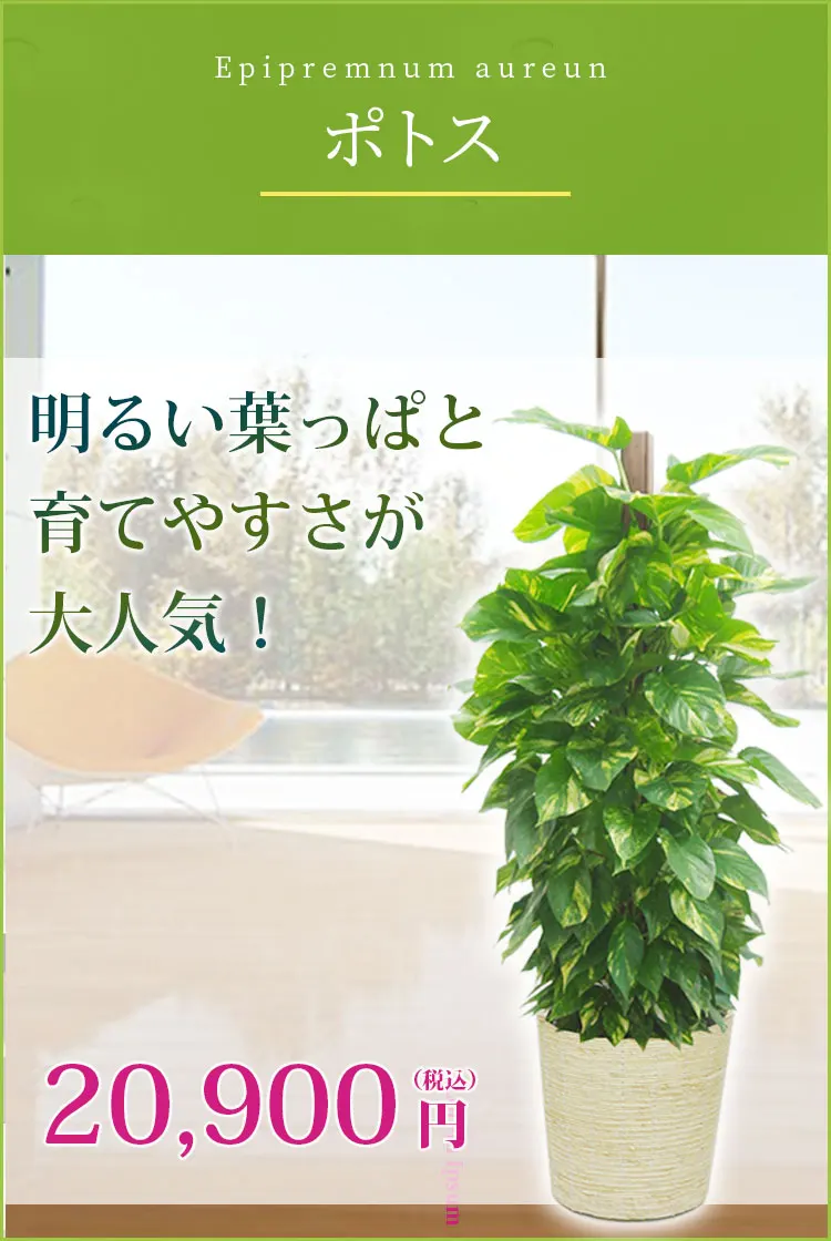 ポトス 観葉植物 19,900円(税込)