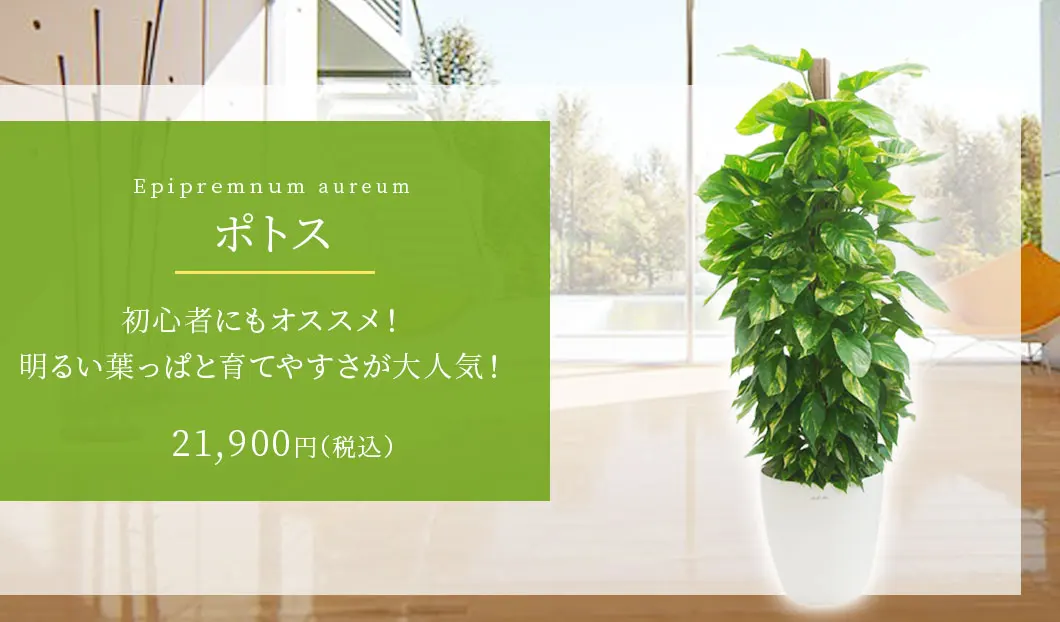ポトス 観葉植物 20,900円(税込)