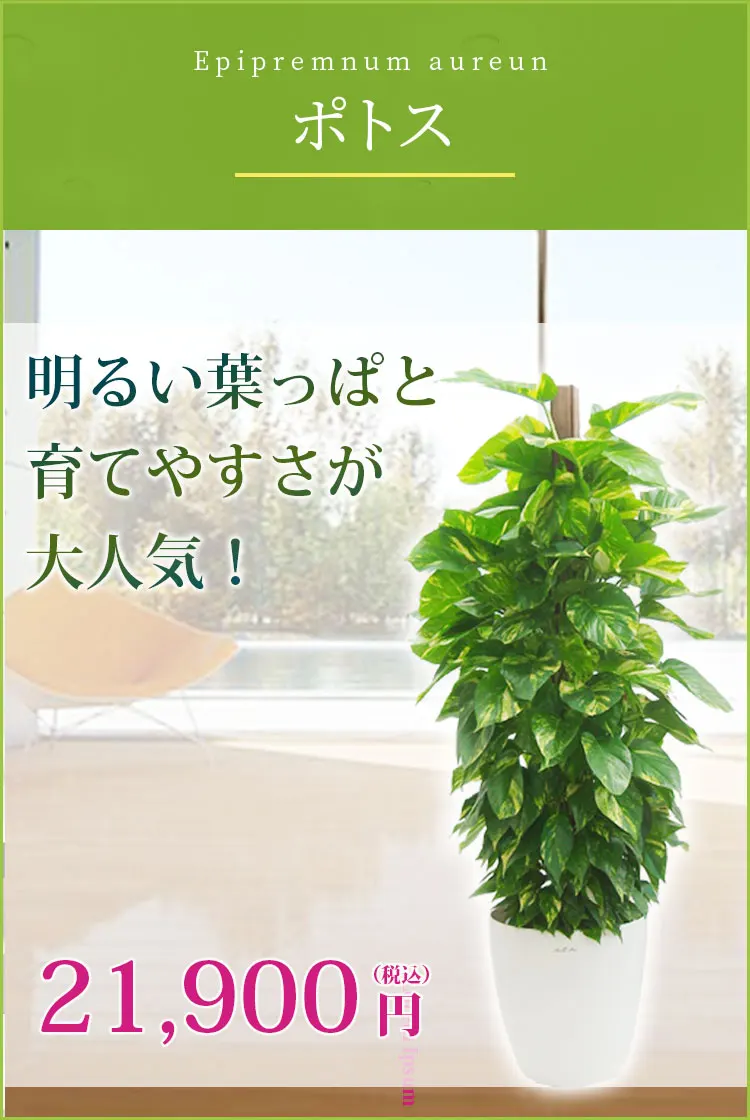 ポトス 観葉植物 20,900円(税込)