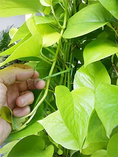 ポトスライムタワーの手入れの花の画像