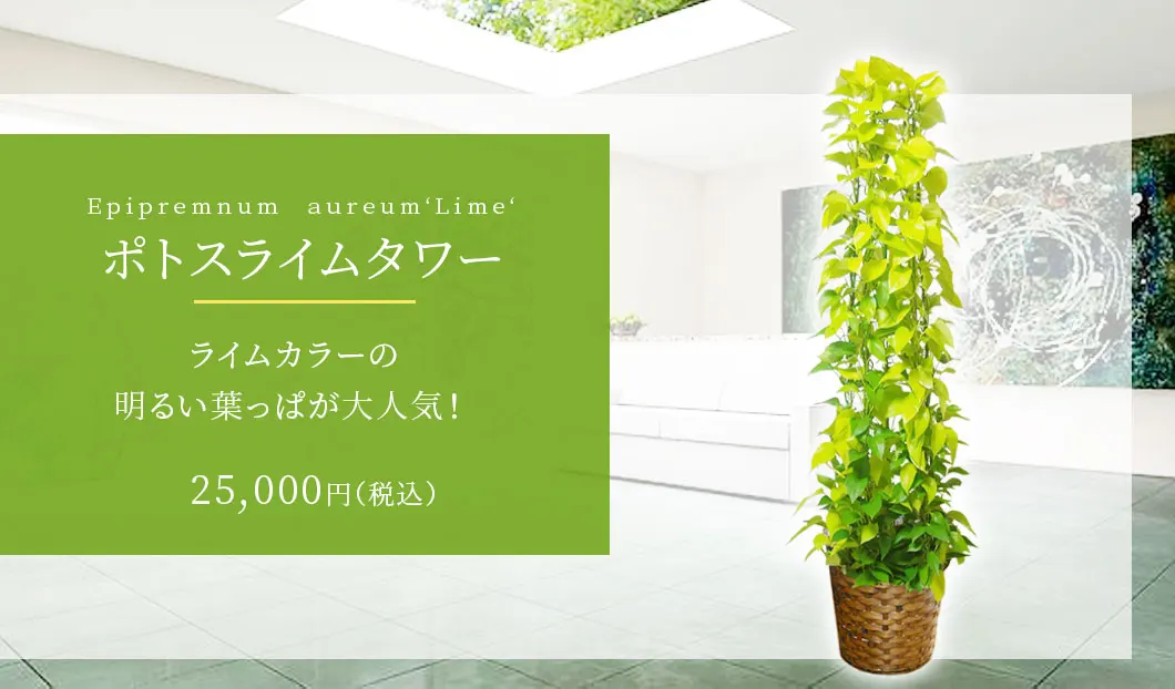 ポトスライムタワー 観葉植物 25,000円(税込)