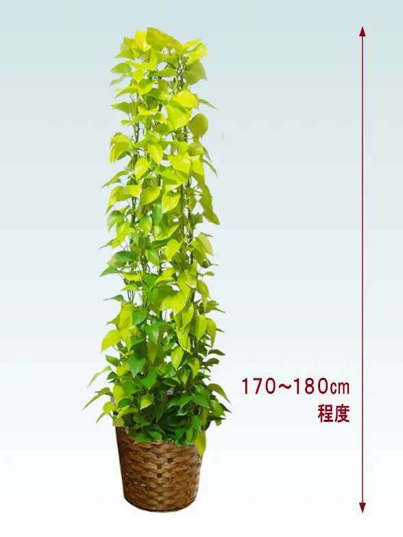 ポトスライムタワー拡大横から画像