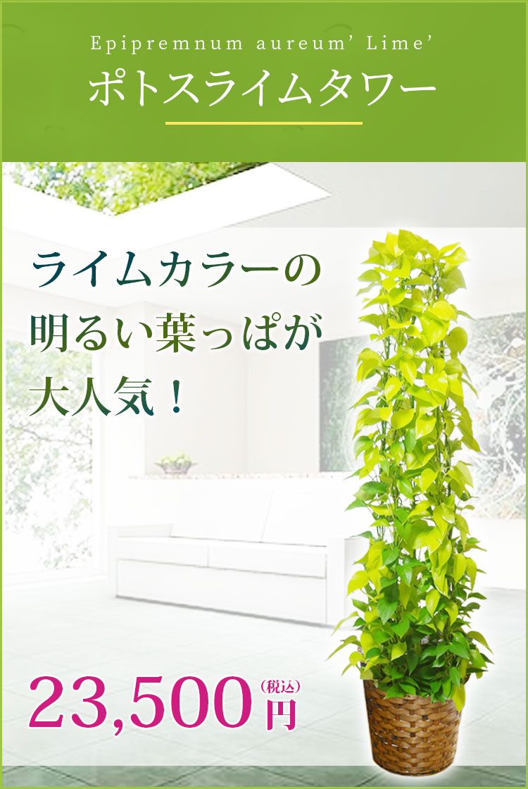 ポトスライムタワー 籐かご付 ダークブラウン色 Lサイズ 観葉植物の販売 通販の観葉植物のオアシス