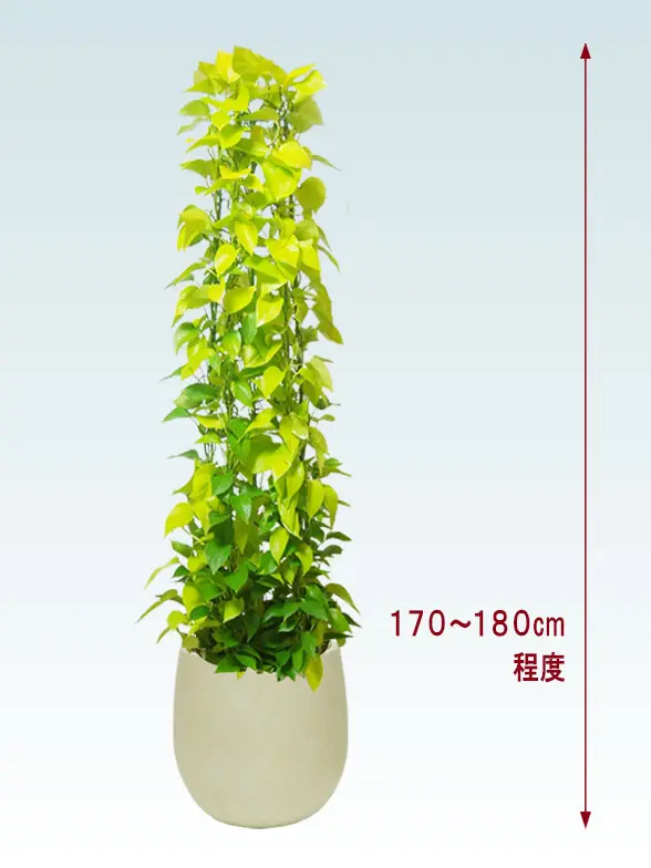 ポトスライムタワー拡大横から画像