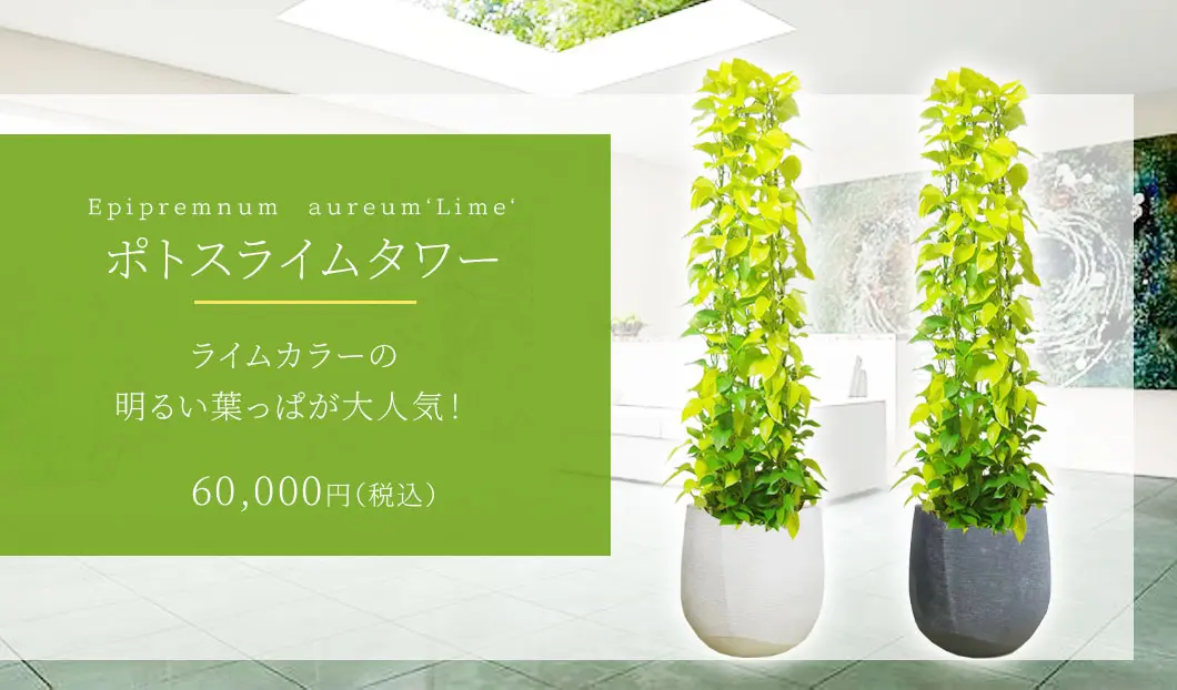 ポトスライムタワー 観葉植物 60,000円(税込)