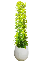 ポトスライムタワー全体画像