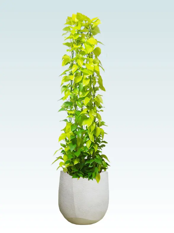 ポトスライムタワー拡大横から画像