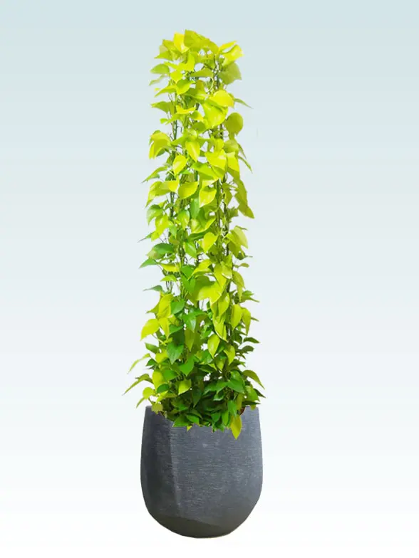 ポトスライムタワー葉っぱ枝も入った画像