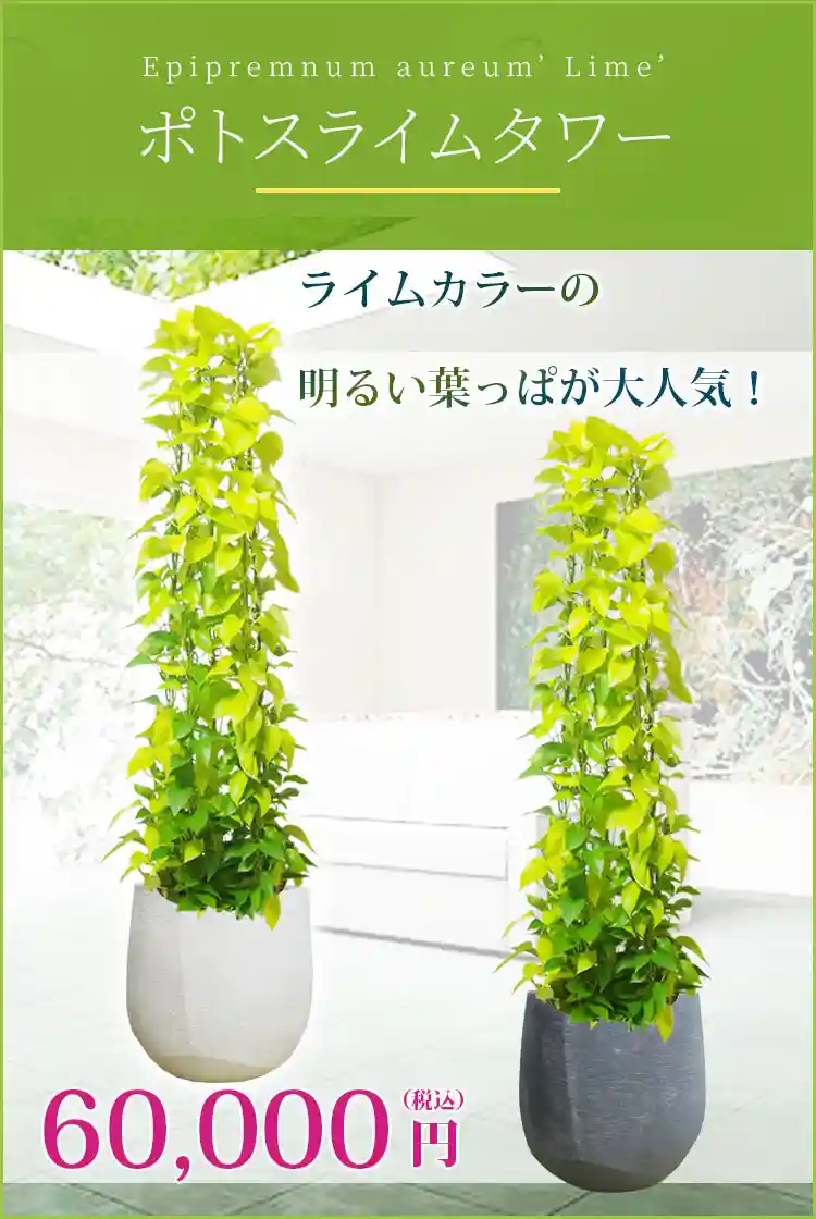 ポトスライムタワー 観葉植物 60,000円(税込)