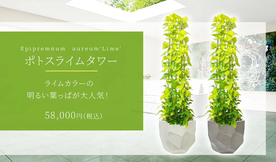 ポトスライムタワー 観葉植物 58,000円(税込)
