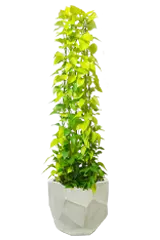 ポトスライムタワー全体画像