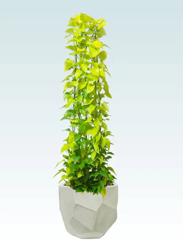 ポトスライムタワー拡大横から画像