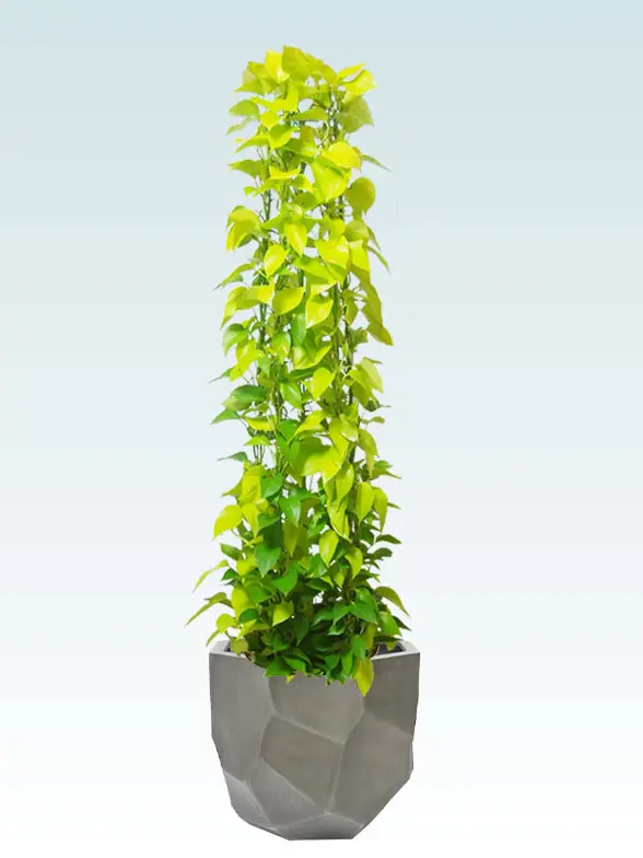 ポトスライムタワー葉っぱ枝も入った画像