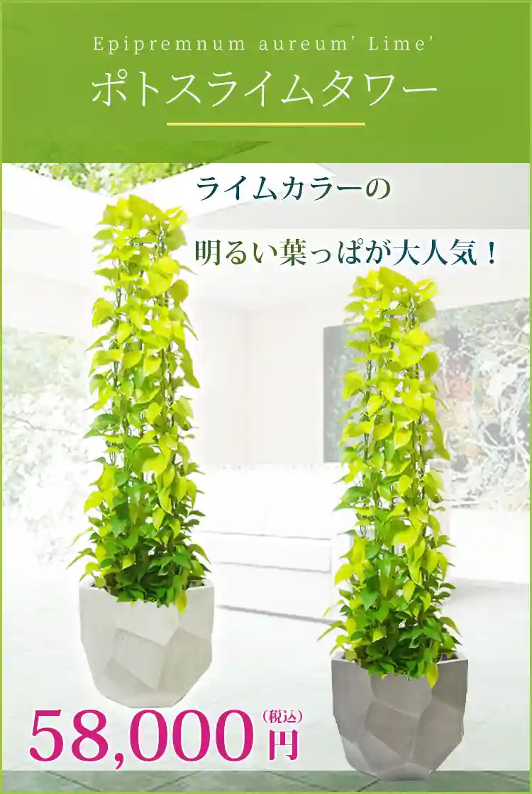 ポトスライムタワー 観葉植物 58,000円(税込)