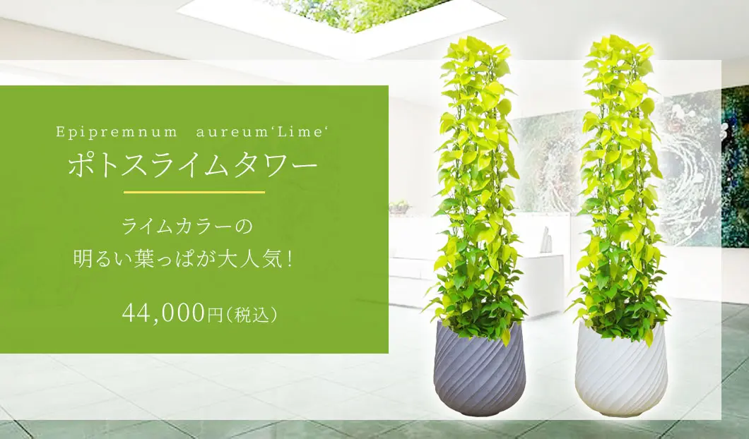 ポトスライムタワー 観葉植物 44,000円(税込)