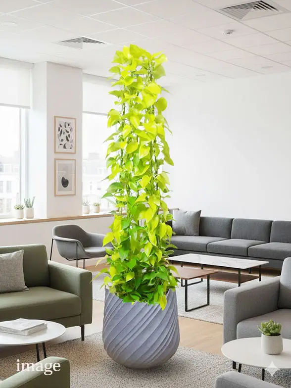 ポトスライムタワー葉っぱ拡大画像