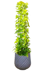 ポトスライムタワー全体画像