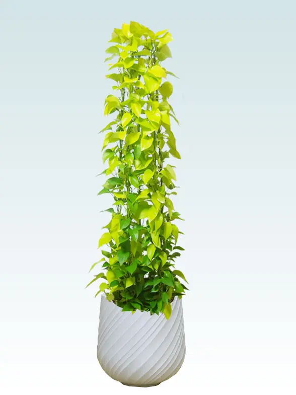 ポトスライムタワー葉っぱ枝も入った画像