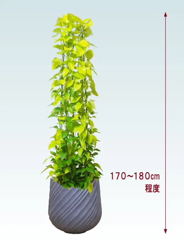 ポトスライムタワー拡大横から画像