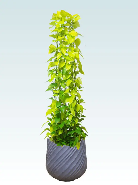 ポトスライムタワー拡大横から画像