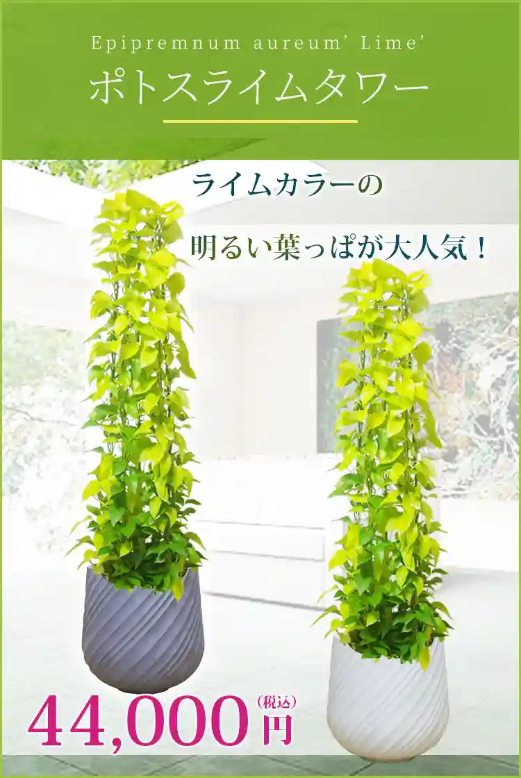 ポトスライムタワー 観葉植物 44,000円(税込)