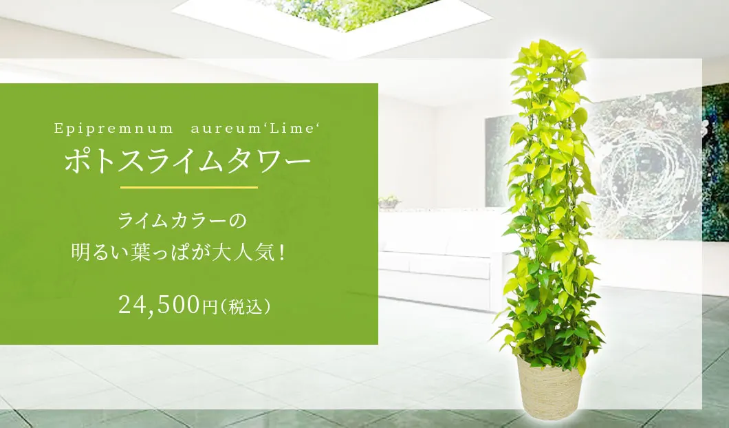 ポトスライムタワー 観葉植物 23,500円(税込)