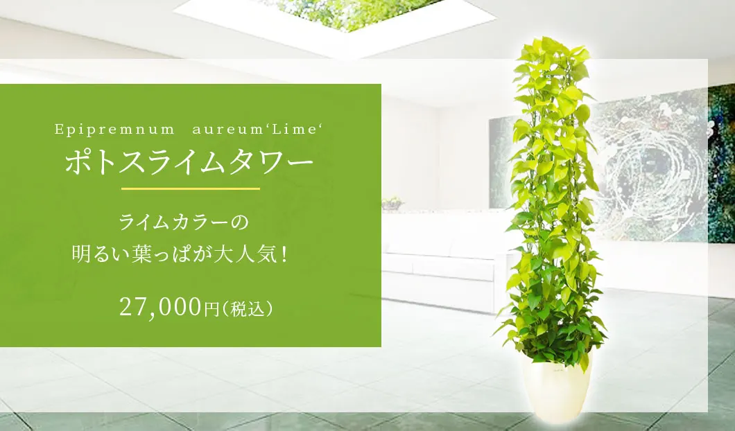 ポトスライムタワー 観葉植物 27,000円(税込)