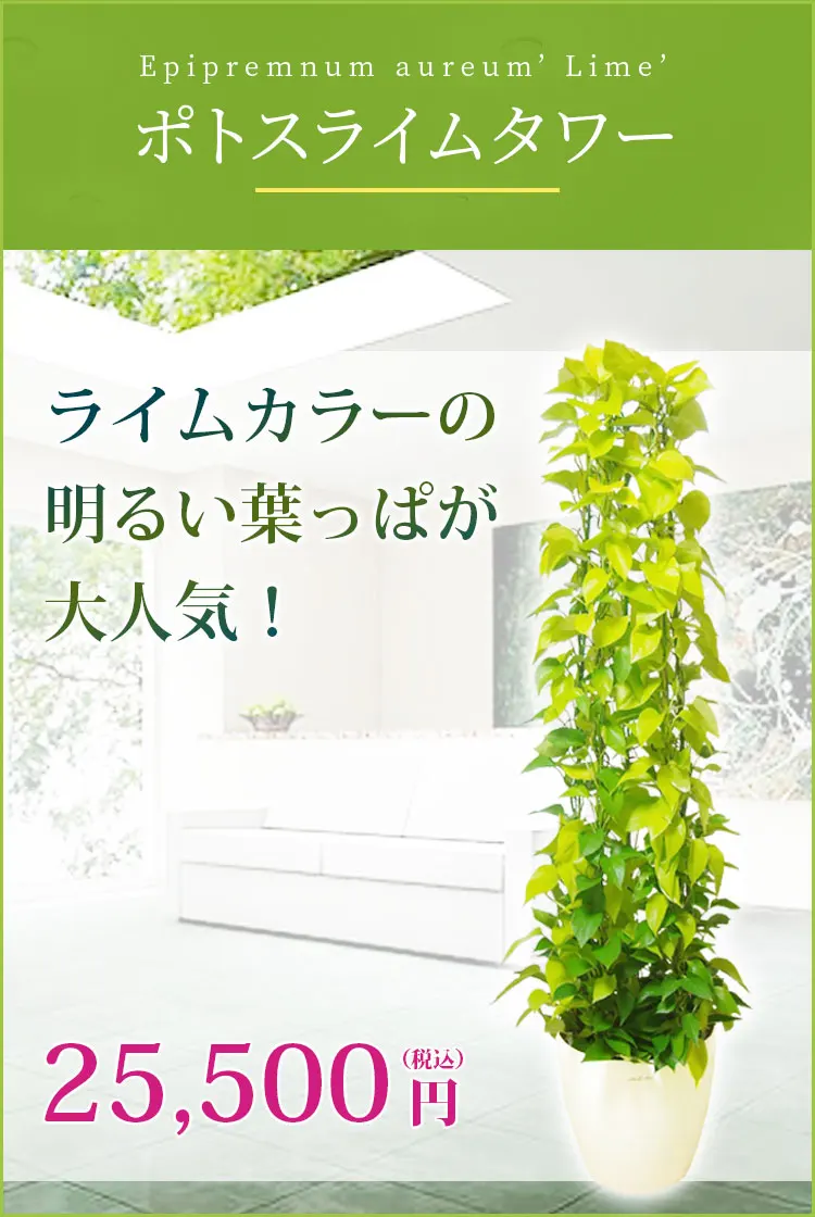 ポトスライムタワー 観葉植物 24,500円(税込)