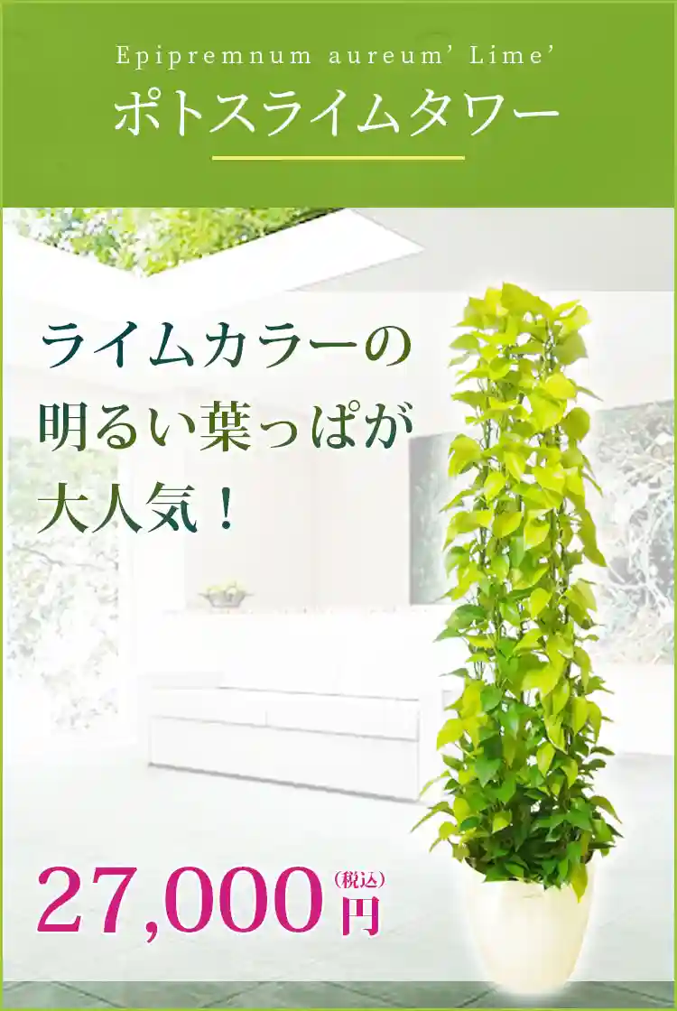 ポトスライムタワー 観葉植物 27,000円(税込)