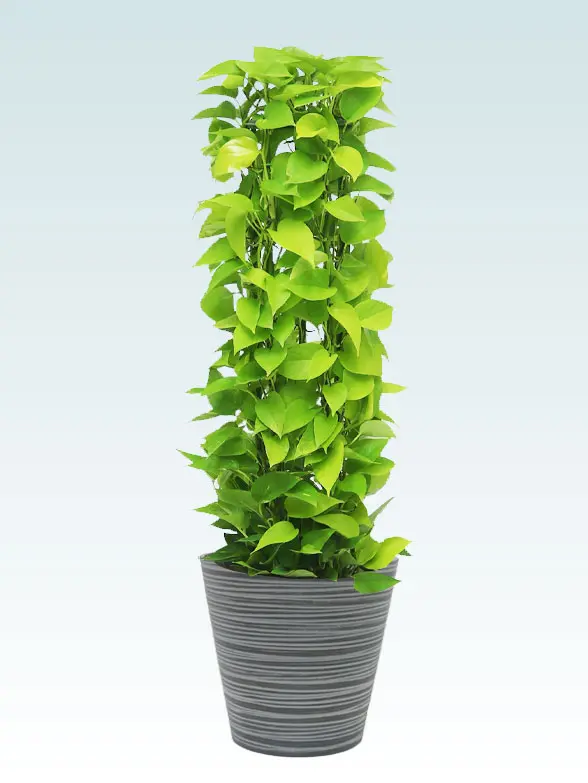 ポトスライムタワー Mサイズ エコフレンドリーポット付