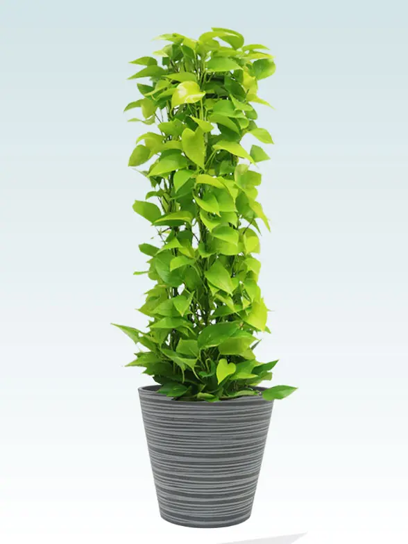 ポトスライムタワー拡大横から画像