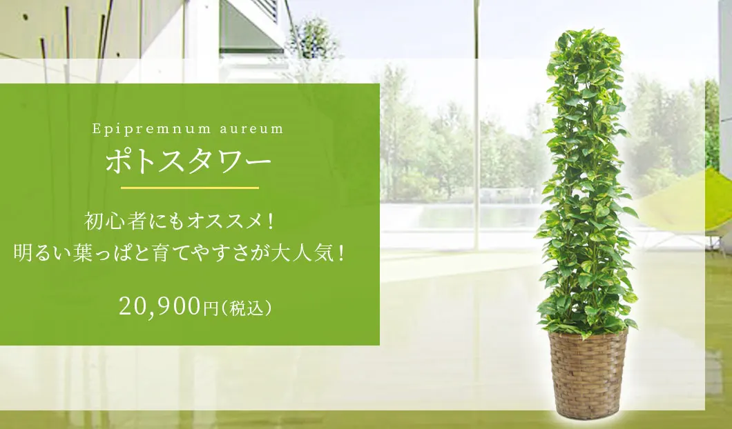 ポトスタワー 観葉植物 19,900円(税込)